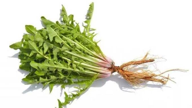 Корен от глухарче в NEOflorax