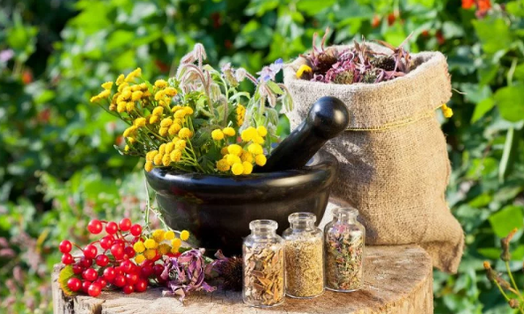 Билки от хелминти