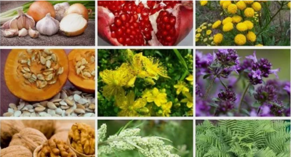 Лечение на паразити в човешкото тяло с народни лекарства